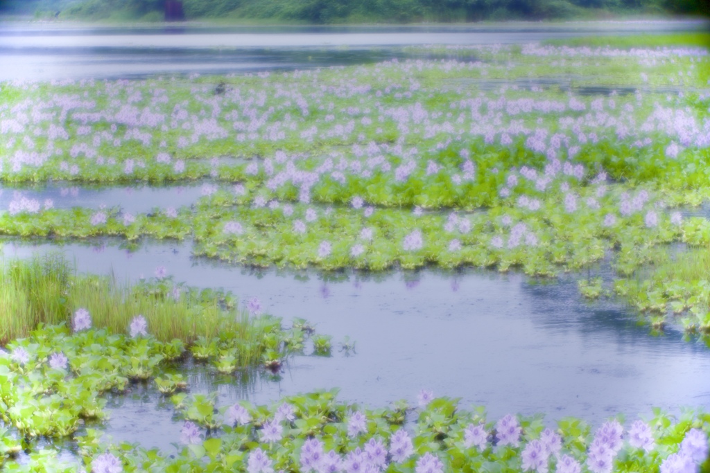 7月の池　２