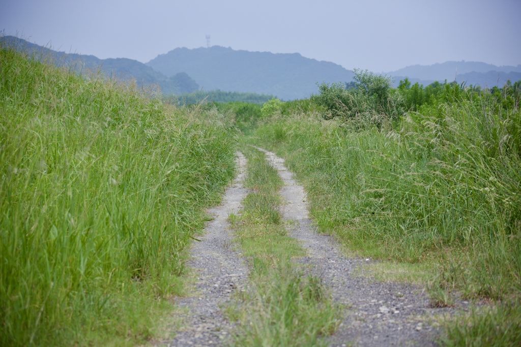 夏の轍