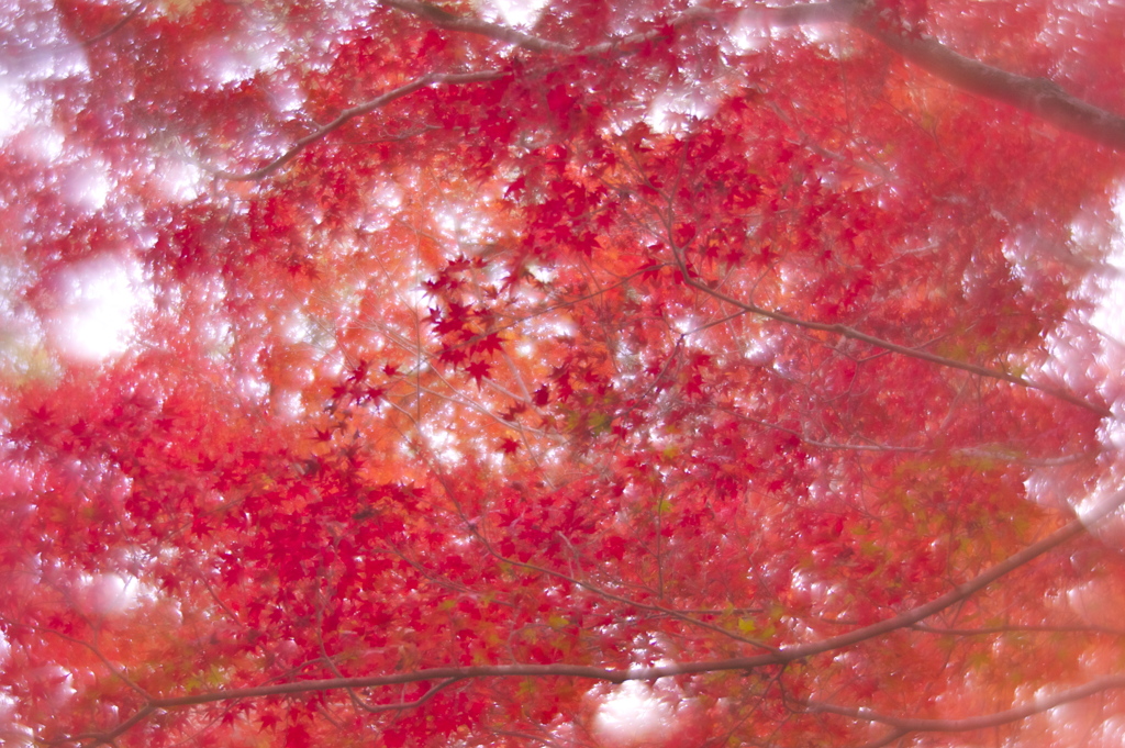 紅のざわめき