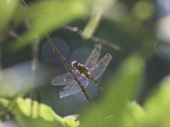 夏の決意