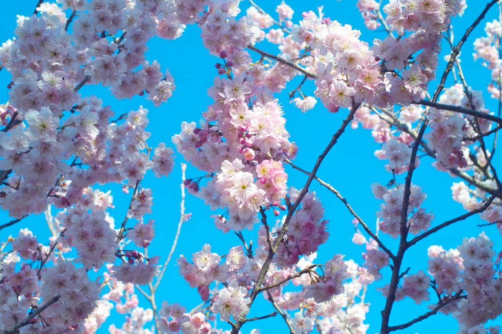春の空