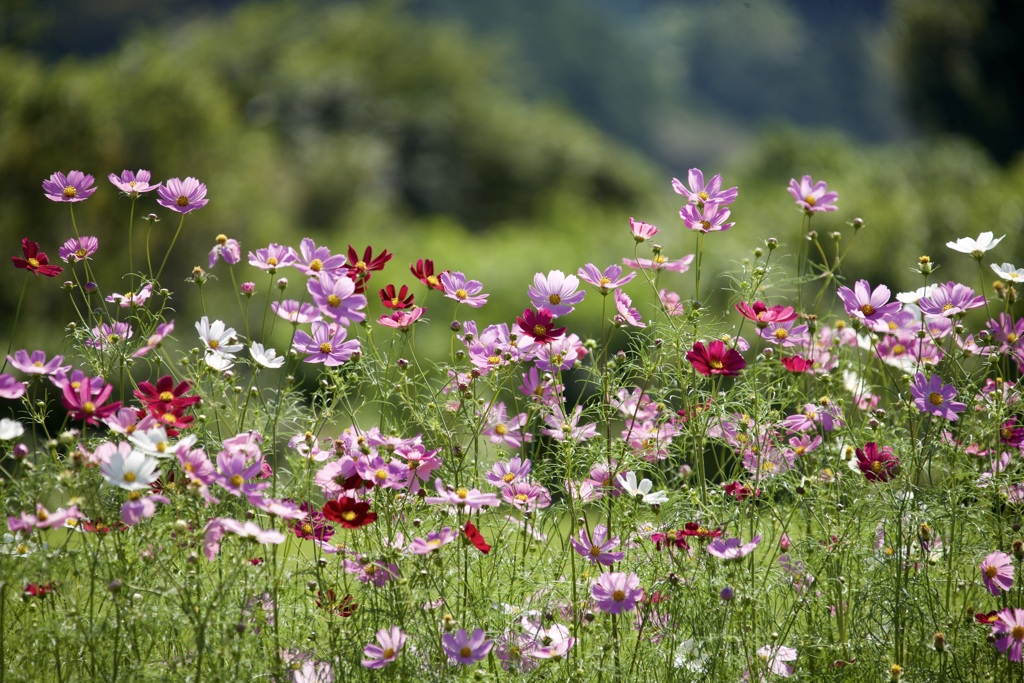 緑から花へ