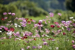 緑から花へ 緑から花へ
