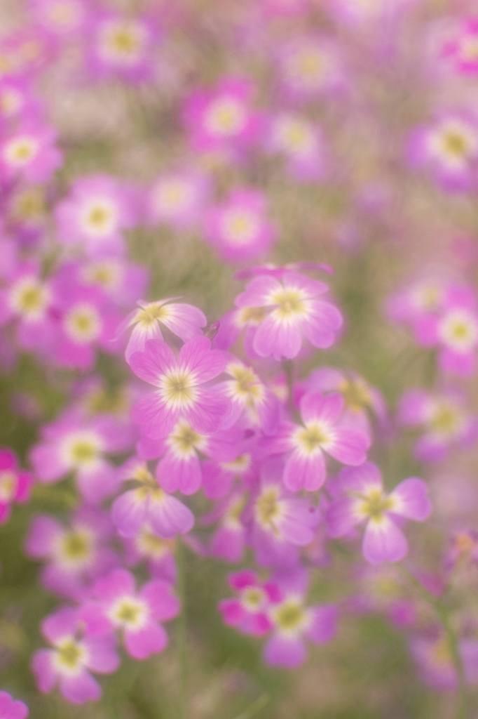 花模様