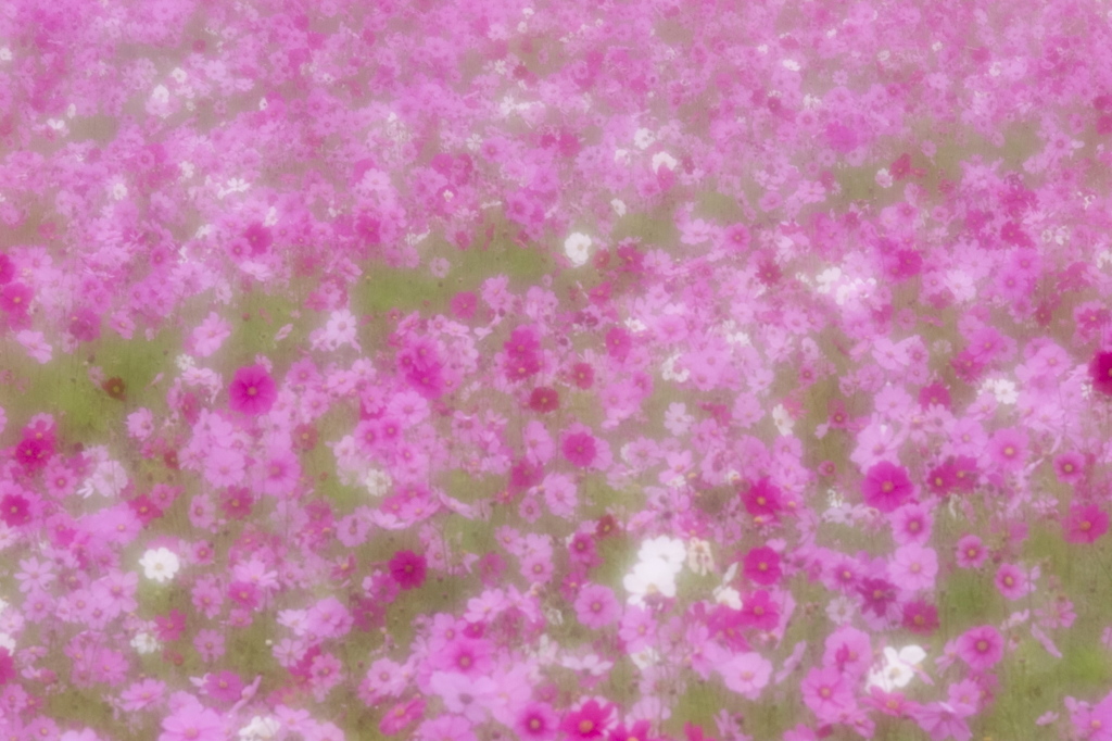 花模様