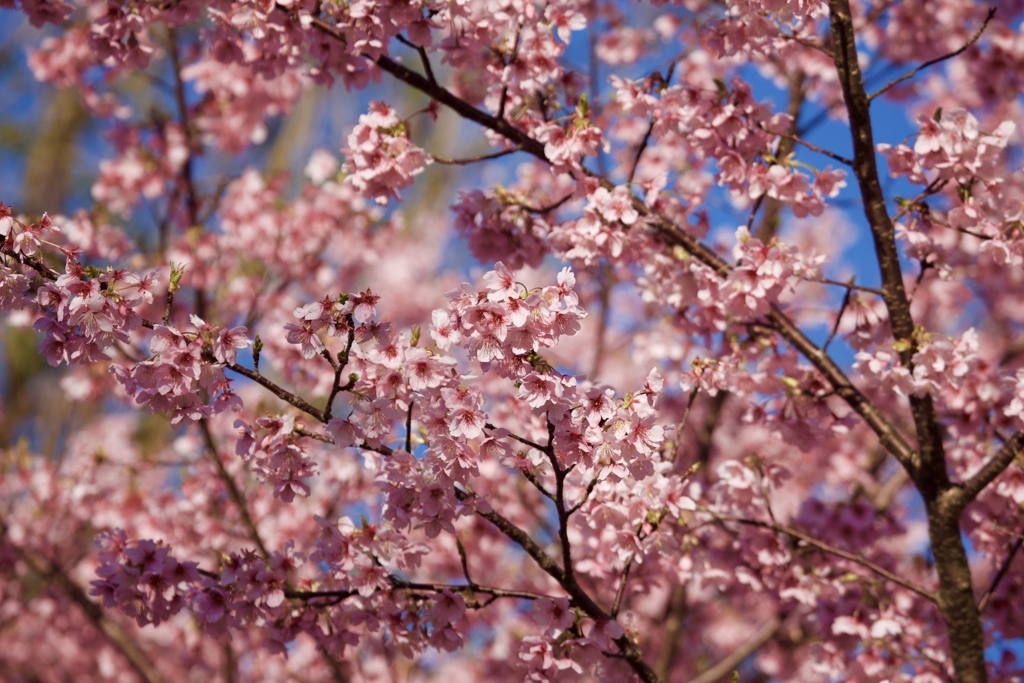 桜晴れ