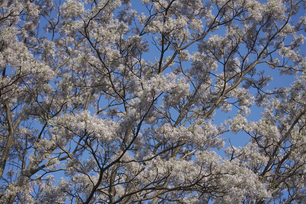 桜栴檀