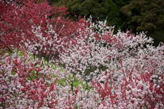 花の宴