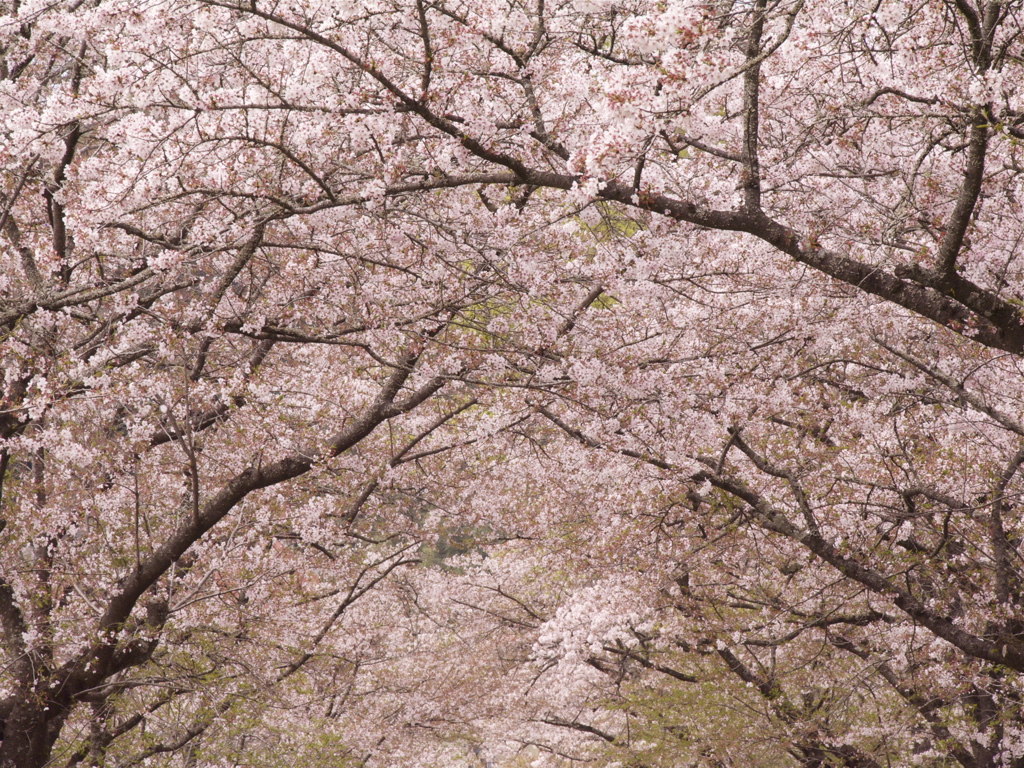 桜天井