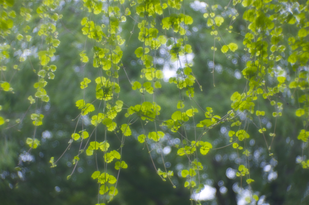 梅雨空緑