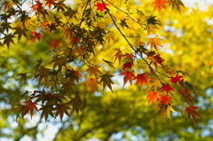 紅葉気分