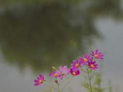 十月花曇り