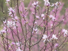 春雨ピンク色