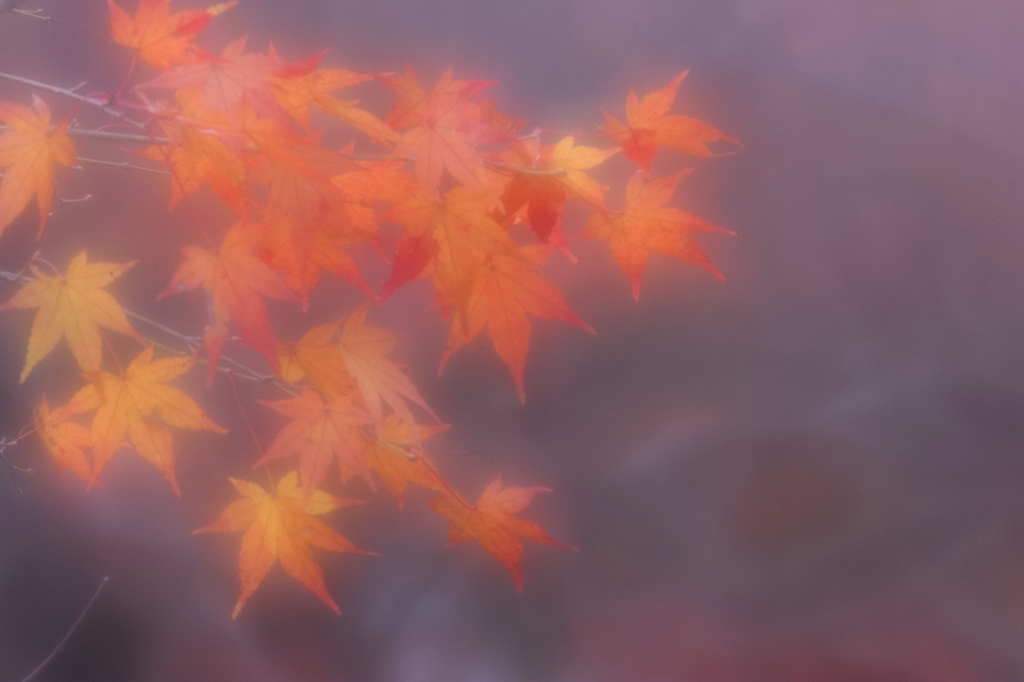 曇り日の橙色