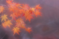 曇り日の橙色