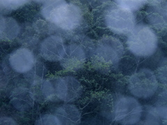 蒼雨