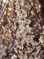 夕刻の道草