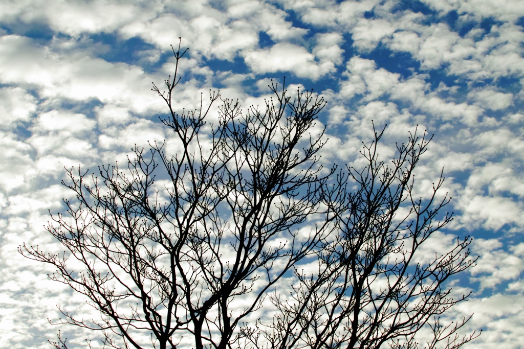 冬空