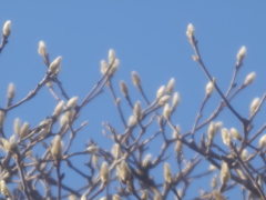 冬の朝の輝き