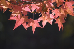 秋の光の色