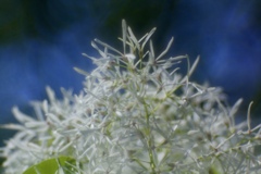 MAY WHITE 2