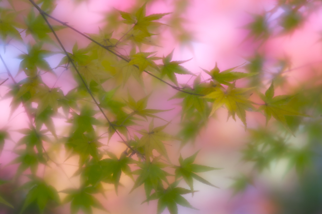 紅葉気分