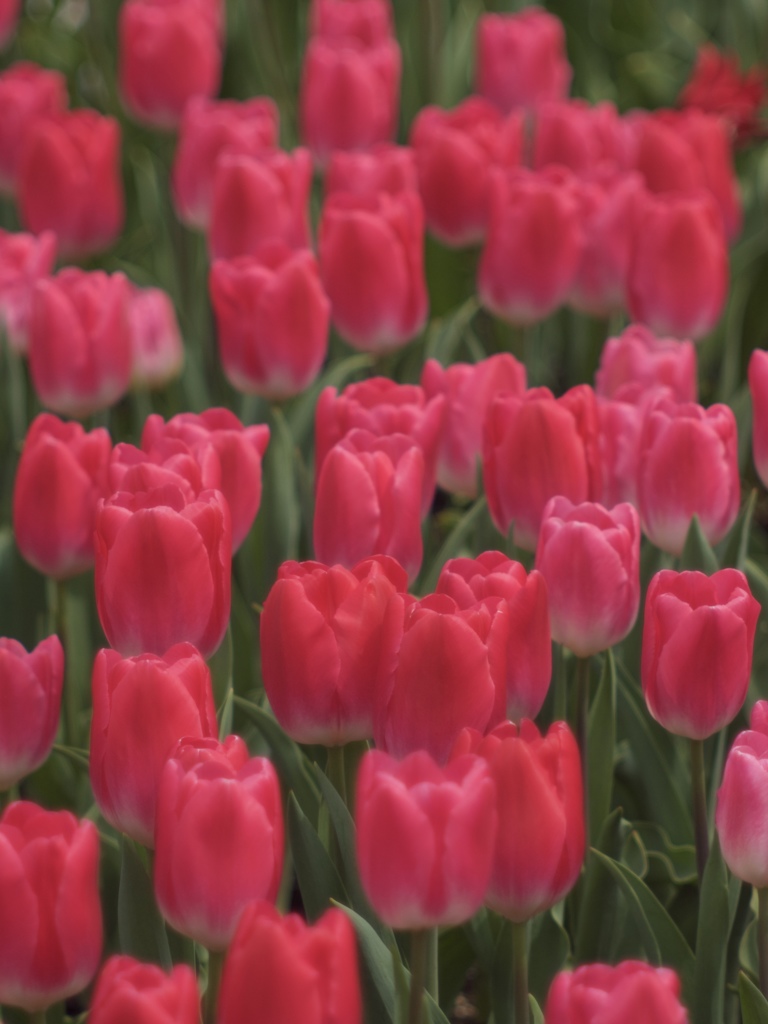 Spring Red