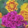 九月の花色　７