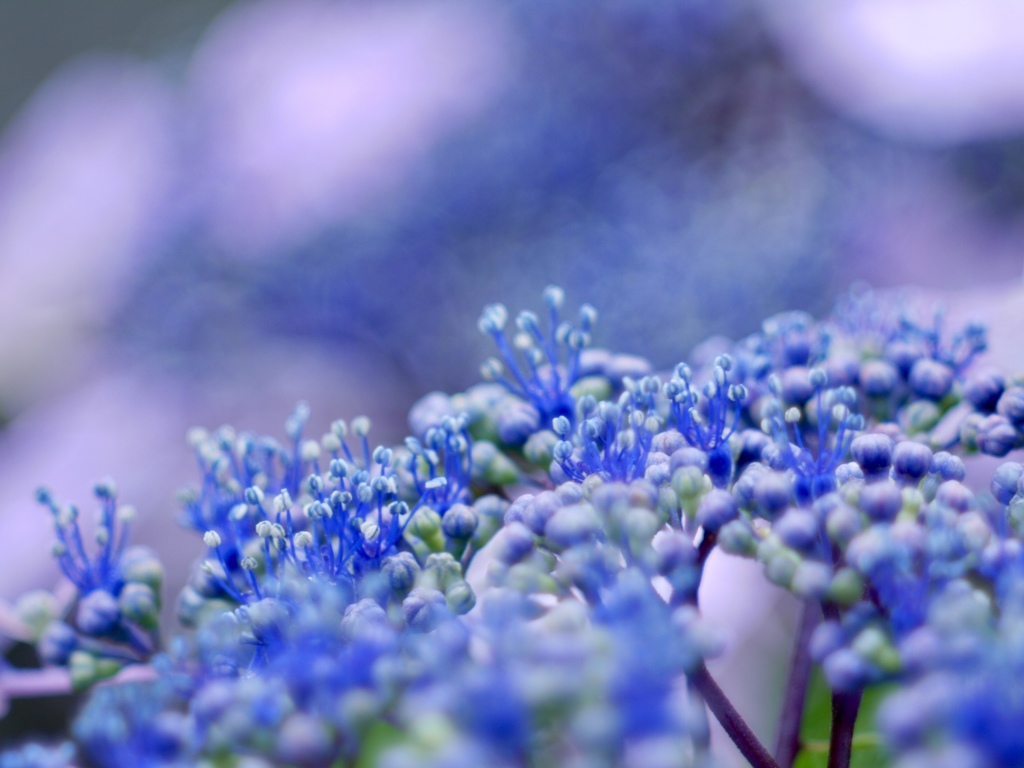 雨の日のお花畑３