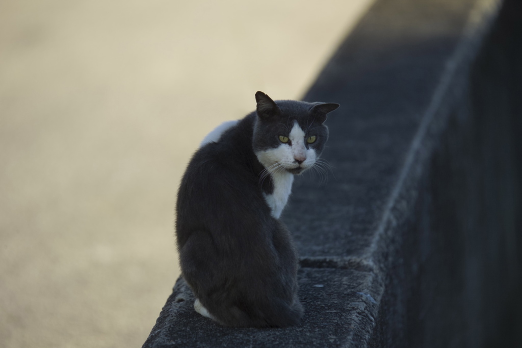 堤防猫