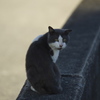 堤防猫