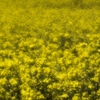SPRING YELLOW 1