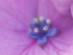 一人前のラブリー