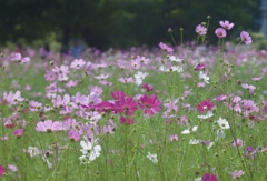 花の声