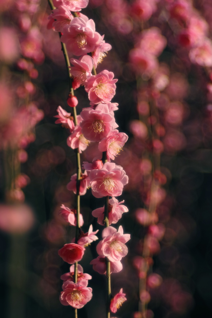 花の滝