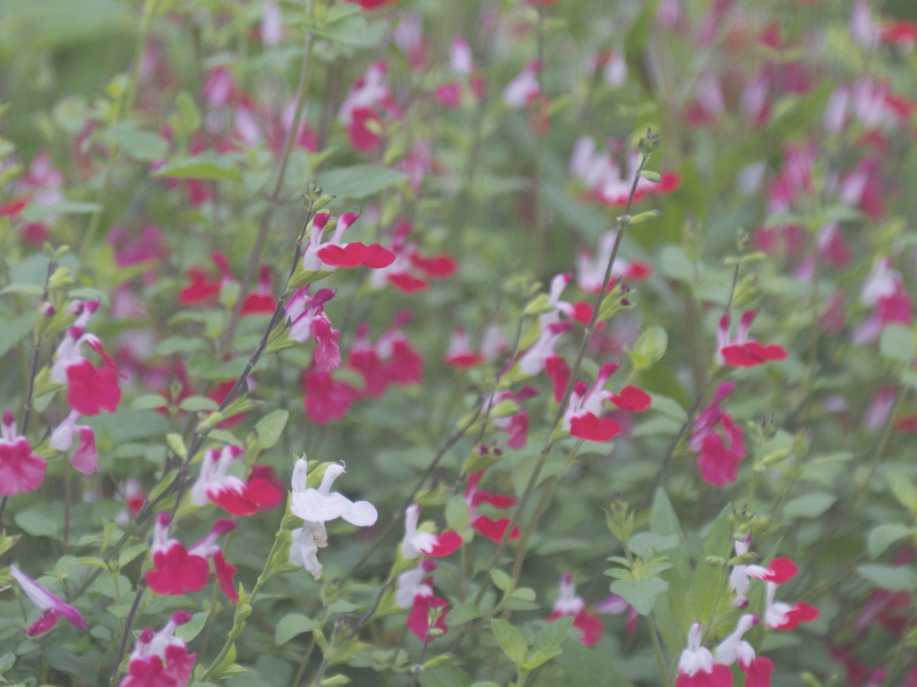 密かに華やかに
