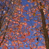 晩秋の紅はじめ