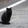 路傍猫