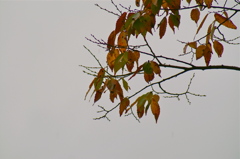 晩秋の雨