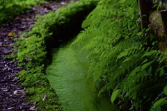 緑の水路