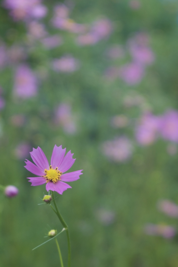 九月の花色　４