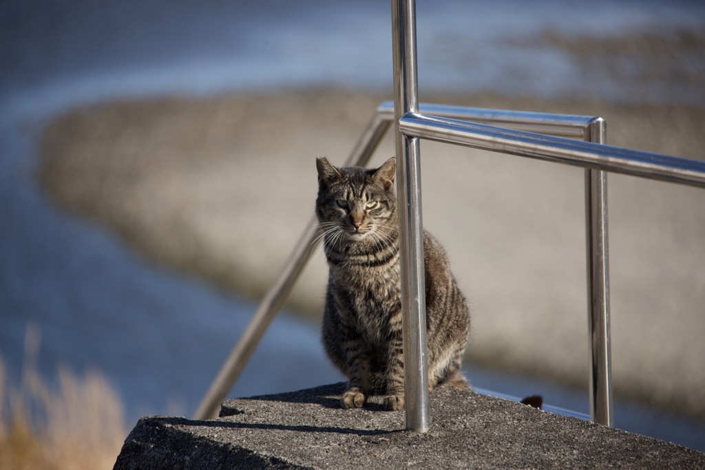 風猫