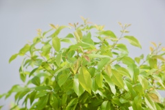 新緑の季節３