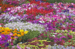 お花畑