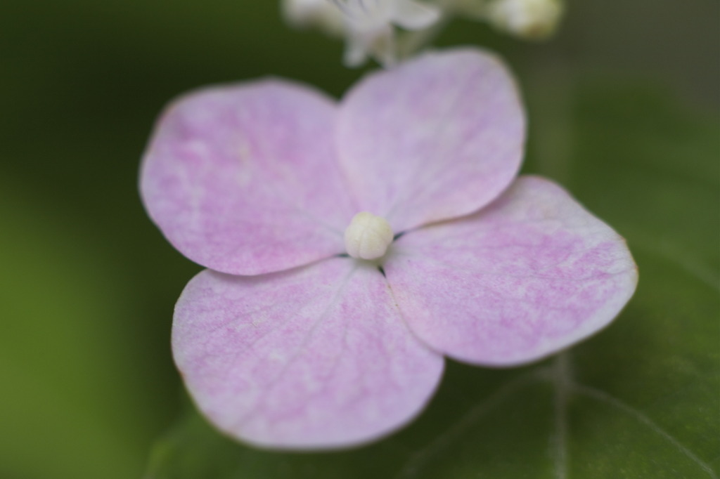 花はつぼみ