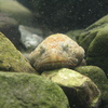 淡水魚