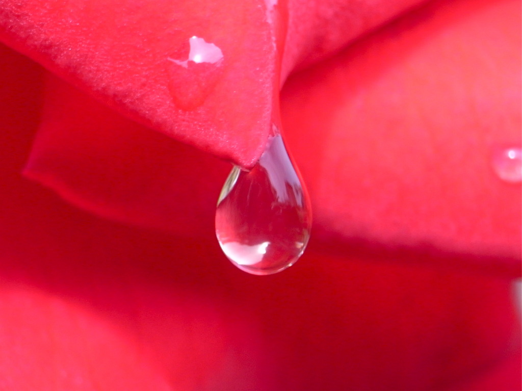 ROSE DROP