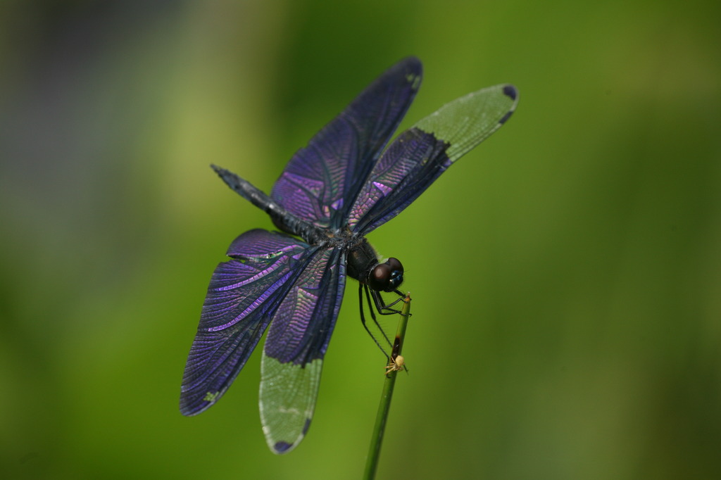 Deep Purple 