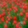 花の季節