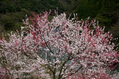 花の今
